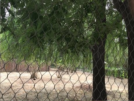 Stainless steel rope mesh with diamond holes beside two trees in the zoo.