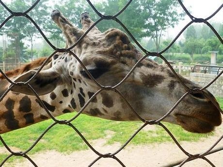 There is a giraffe beside the wire rope mesh fencing.