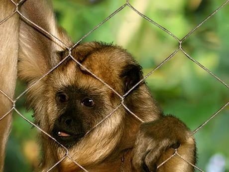 There is enclosure mesh around a monkey.