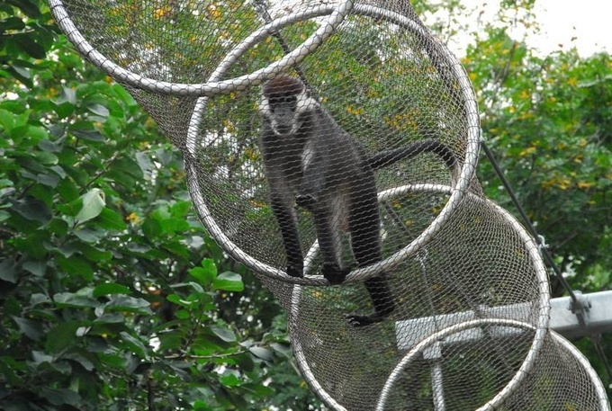 There is a monkey in a wire rope mesh passageway.