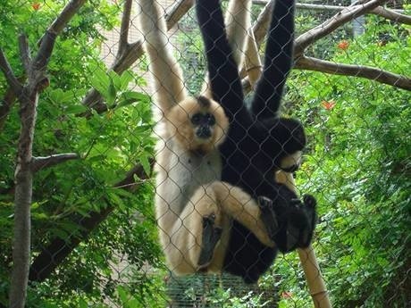 There are two gibbons on the rope mesh fencing.