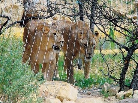 There is a ferules wire rope lion fence around two lions.