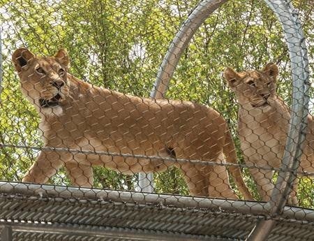 There are two lions on a rope mesh passageway.