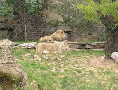 There are two lions in rope mesh enclosure fencing.