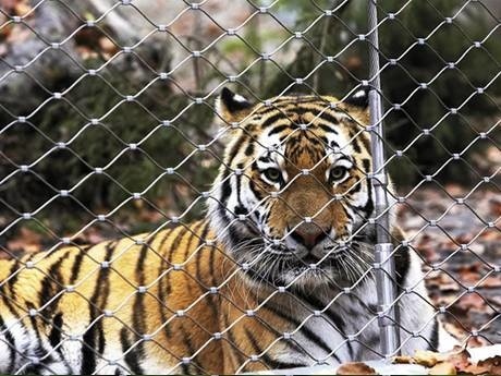 There is ferrules wire rope mesh fence around a tiger.