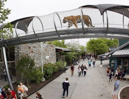 There is a rope mesh tiger passageway in zoo with many people watching.