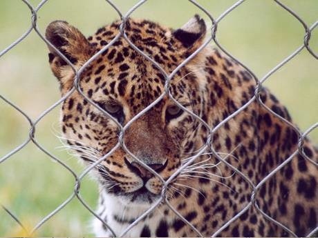 There is a leopard behind the interwoven wire rope mesh fence.