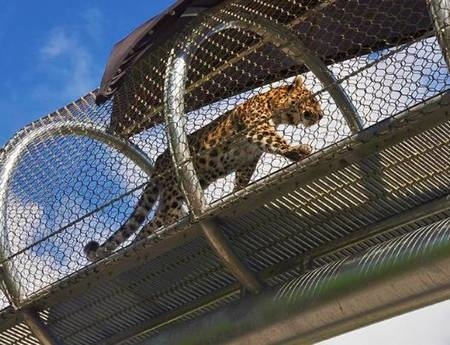 There is a leopard in a rope mesh walkway.