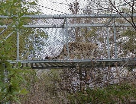 There is a cubic rope mesh leopard passageway.