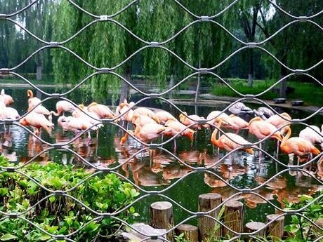 There is rope mesh fencing with many flamingos in it.