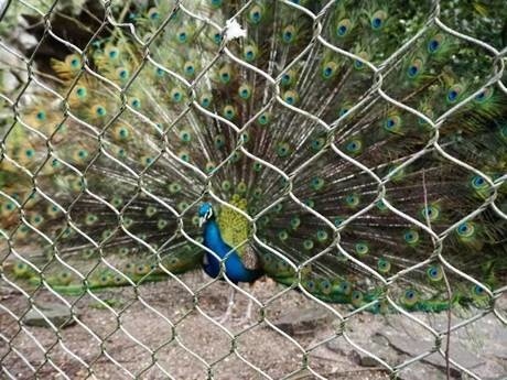 There is a peacock in interwoven wire rope mesh fence.