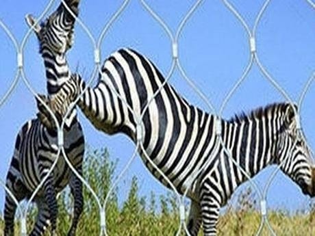 There are two zebras in ferrules rope mesh fencing.