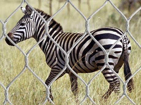 There is interwoven wire rope enclosure mesh around a zebra.