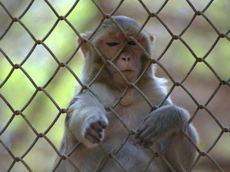 A monkey is reaching out her hands through the chain link fence.
