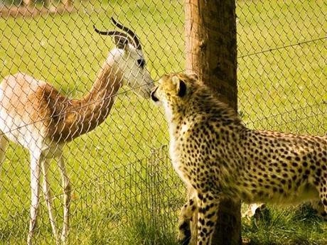 Chain link fence in the zoo separating leopard and antelope.