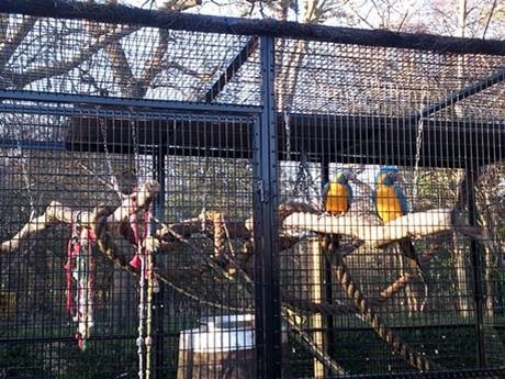 Macaw aviary in the zoo is made of black PVC coated cage wire mesh.