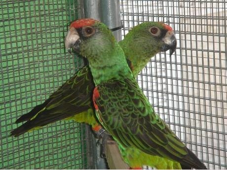 Aviary made of welded wire mesh provides large spacing for poicephalus.