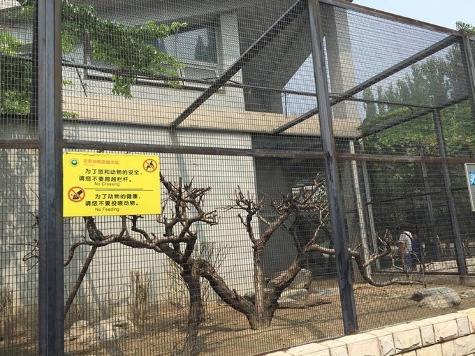 A rectangular hole aviary mesh with metal frame is used as aviary house. In the aviary house, there are many withered trees.