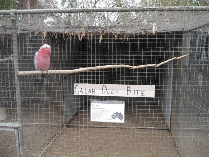 Aviary mesh for Galah is a kind of galvanized wire mesh with 1 * 1 inch aperture.