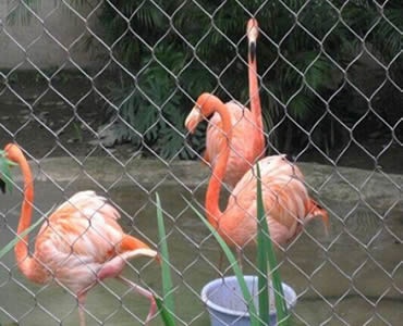 Three flamingos are behind a large piece of stainless steel knotted rope mesh.