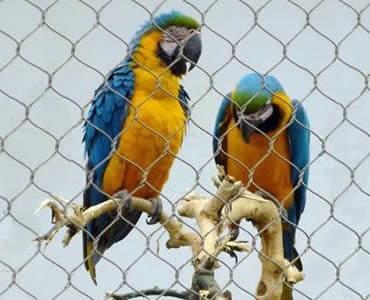 Two parrots are on a branch which is behind a piece of stainless steel knotted rope mesh.