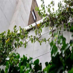 Green Wall Mesh for Urban Gardens-BMP