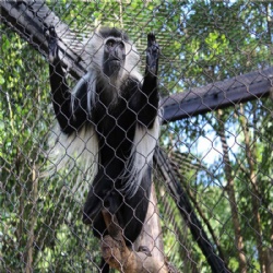 Monkey Enclosure Mesh: Durable and Safe Fencing Solutions