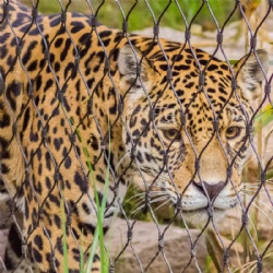 Rope Mesh Tiger Fencing: Durable and Safe Enclosures